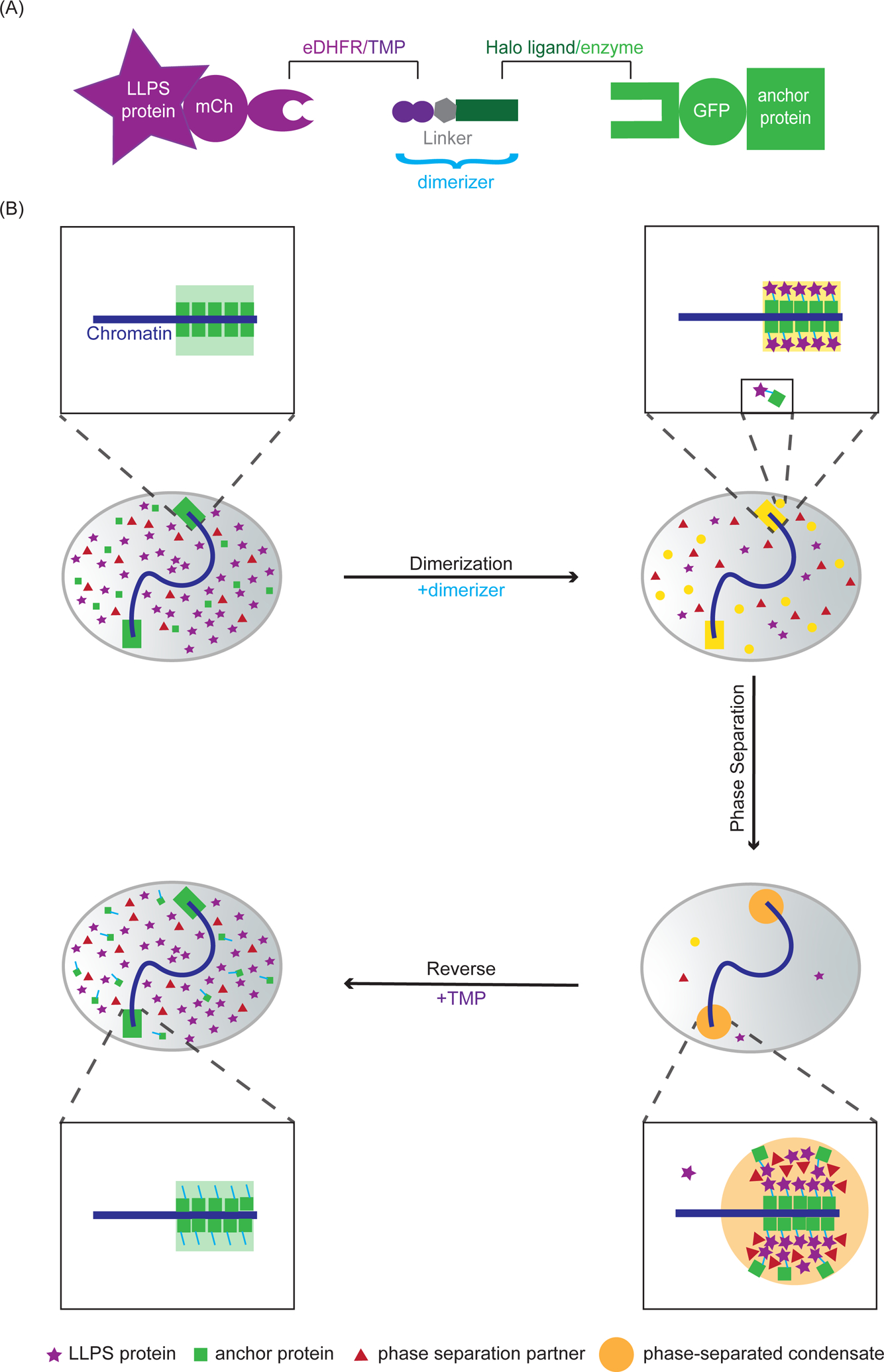 Figure 1: