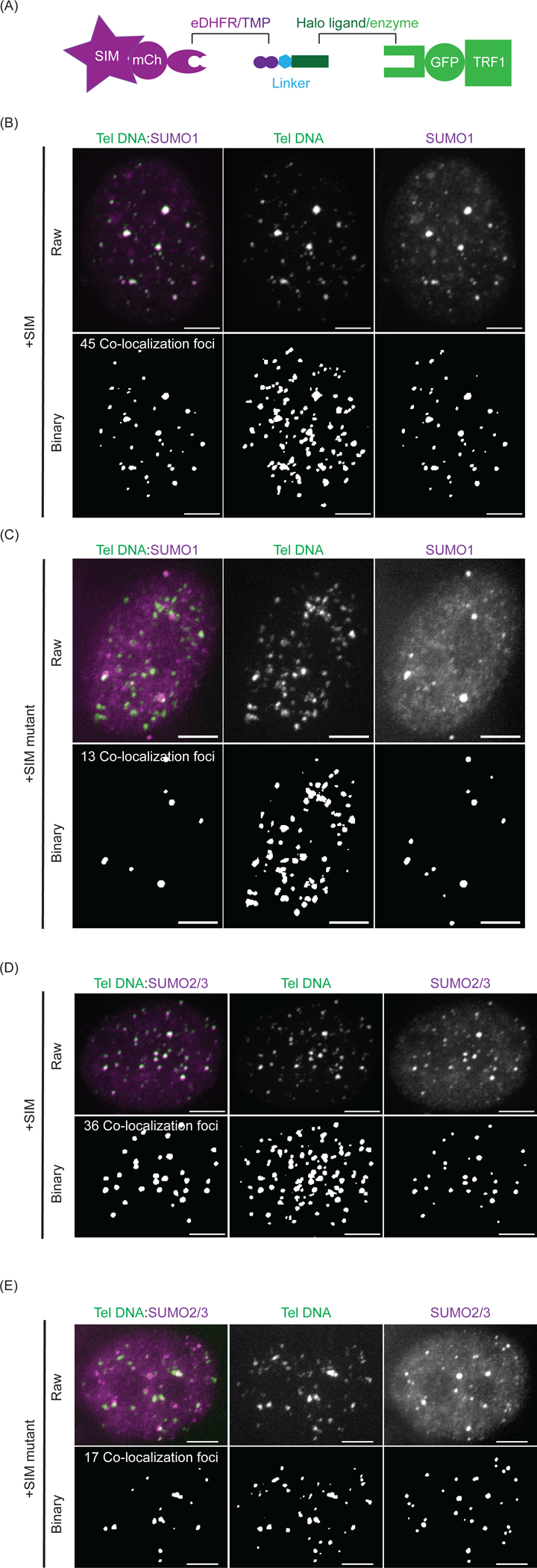 Figure 2: