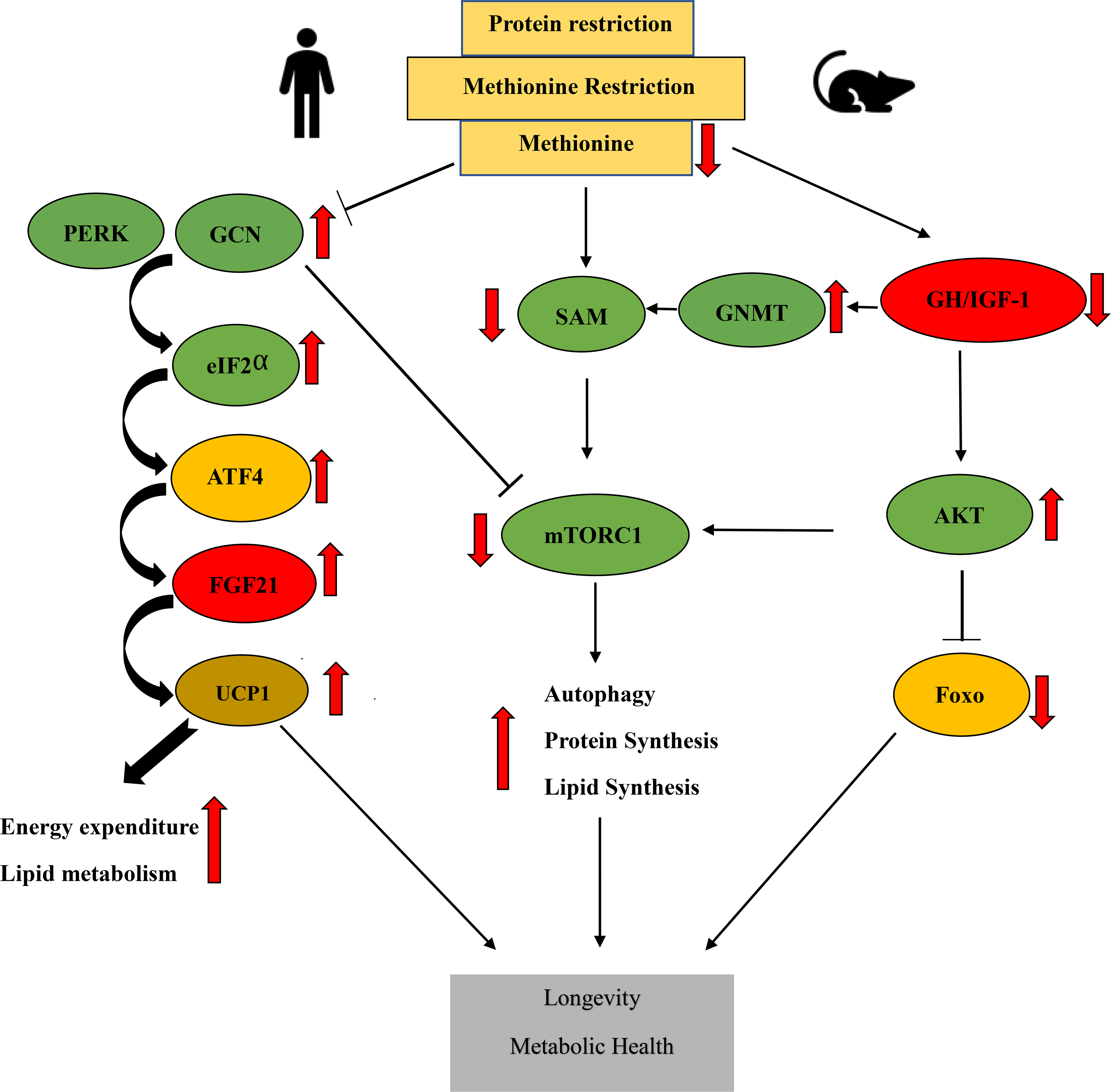 Figure 2: