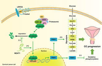 graphic file with name CAM4-13-e7221-g008.jpg