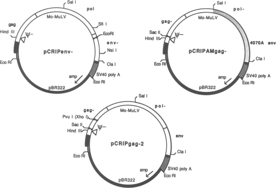 graphic file with name pnas00296-0243-a.jpg