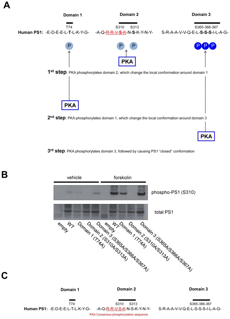 Figure 6—figure supplement 1.