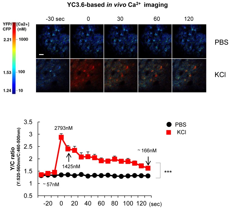 Figure 4—figure supplement 2.