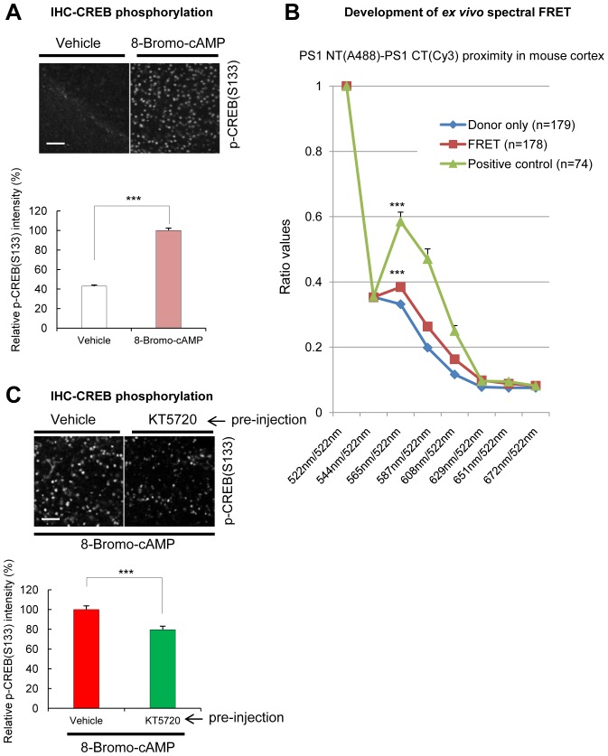 Figure 4—figure supplement 4.