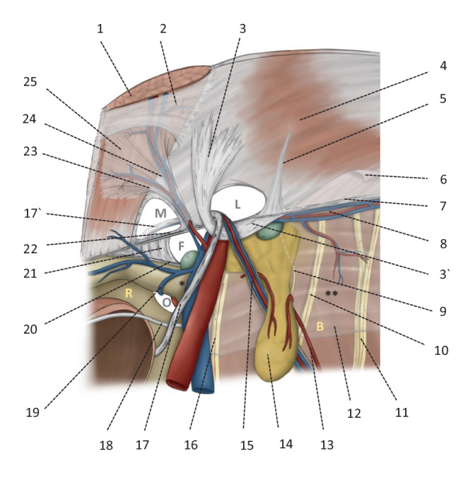 graphic file with name 104_2021_1425_Fig1_HTML.jpg