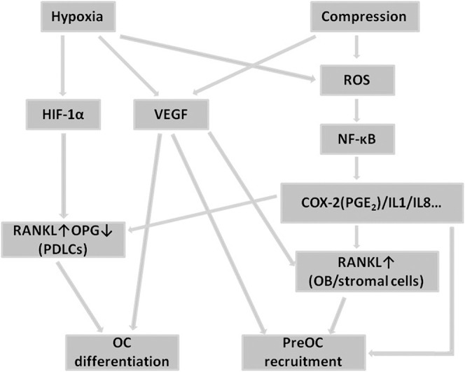 Figure 3. Pathways involved in the regulation of osteoclastogenesis from PDLCs under hypoxia and compression.