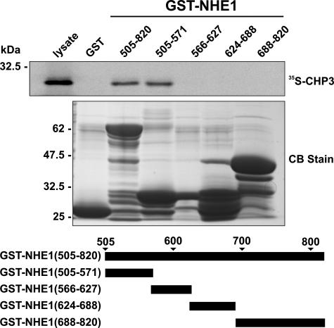 FIGURE 1.