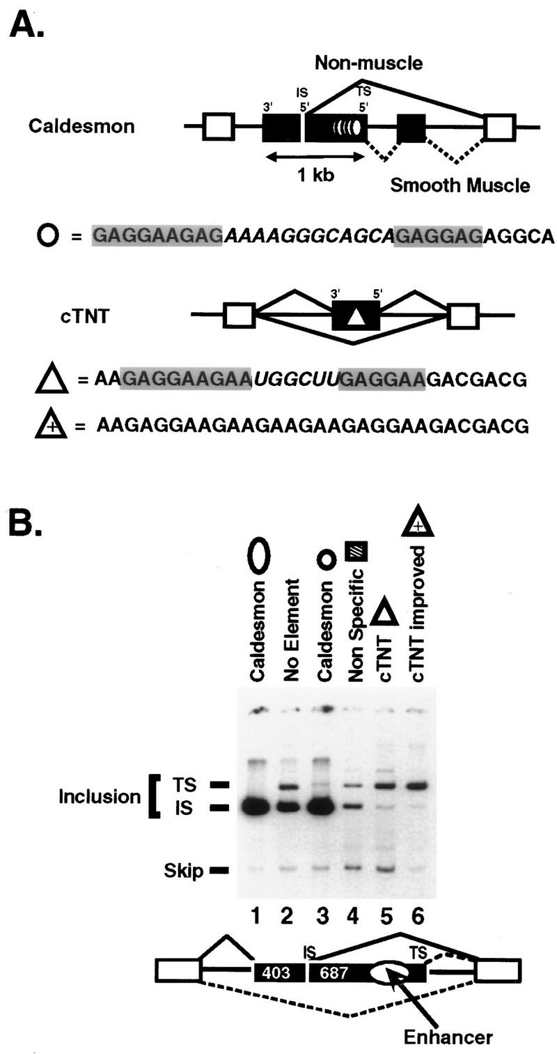 FIG. 1