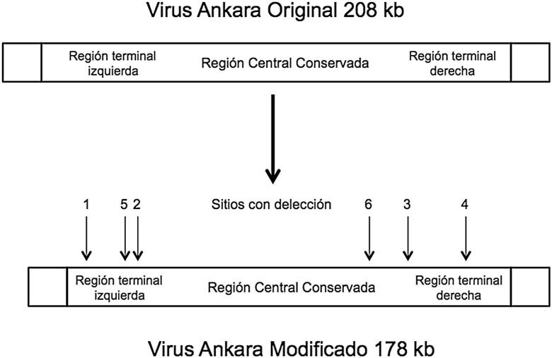 Figura 2