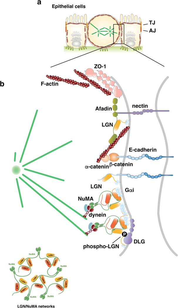 Figure 3.