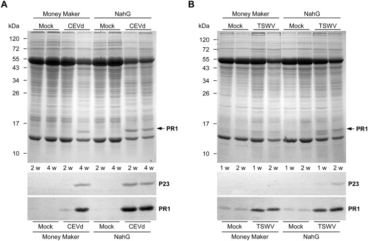 Fig 10