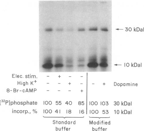 graphic file with name pnas00458-0328-a.jpg