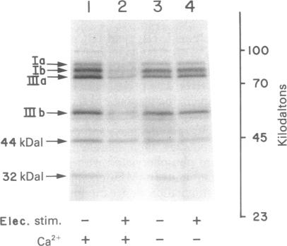 graphic file with name pnas00458-0326-a.jpg