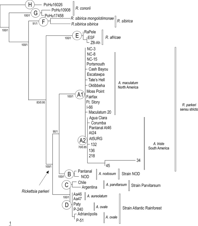 FIG 1