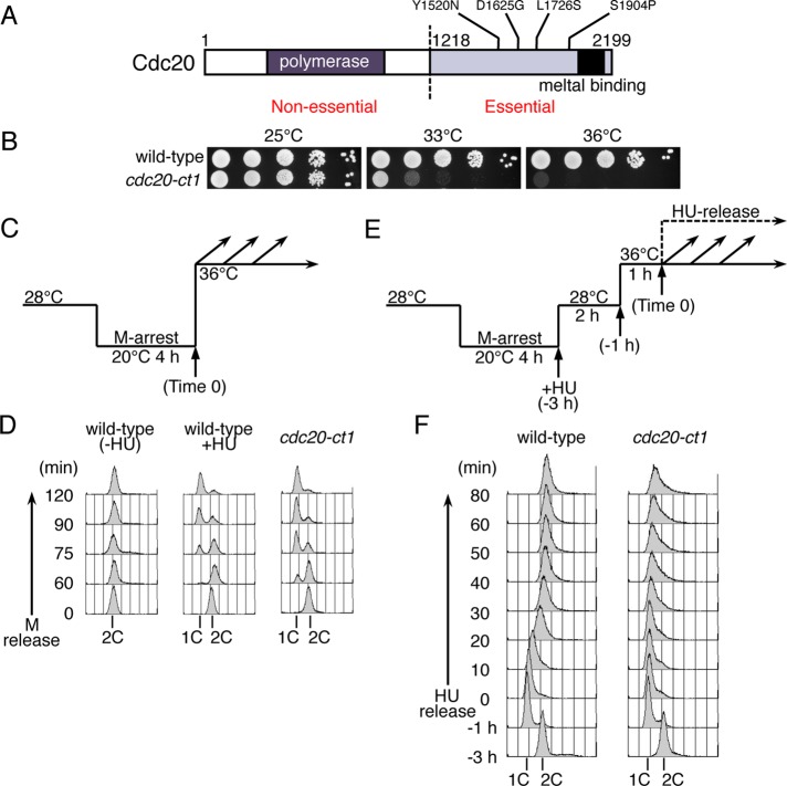 FIGURE 1: