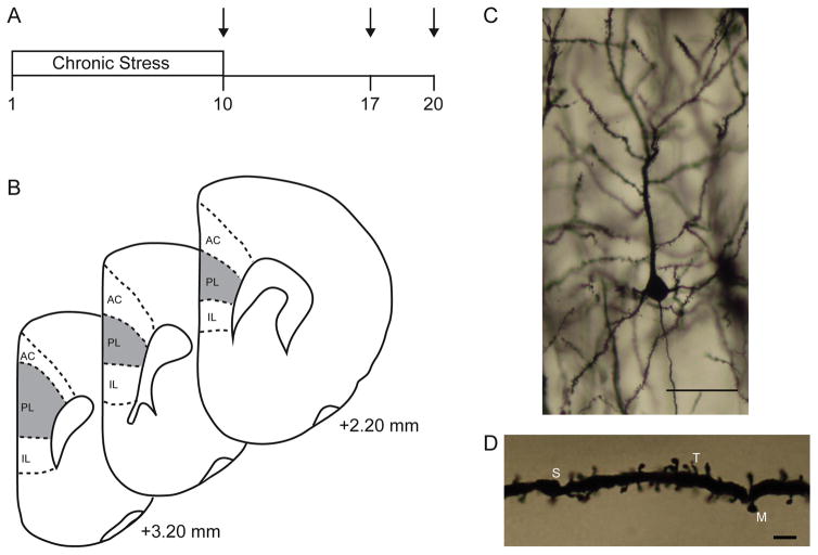 FIG. 1