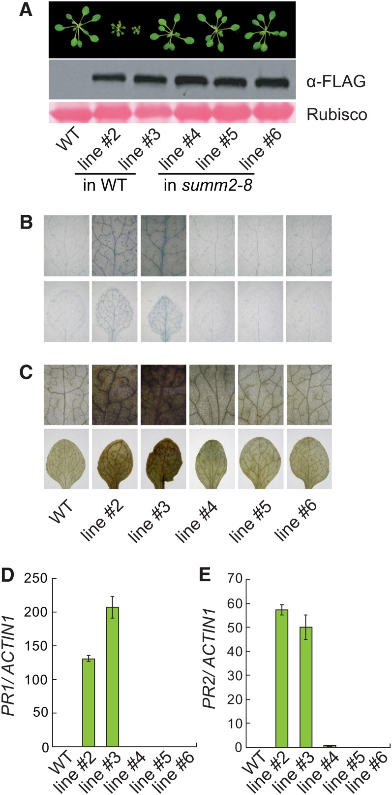 Figure 7.