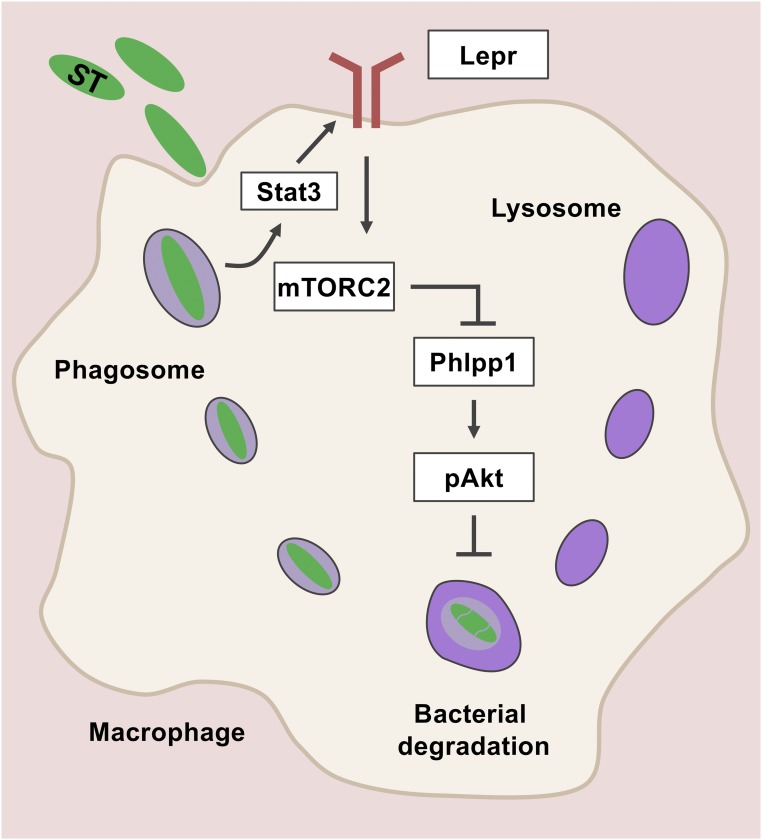 Fig. 8.