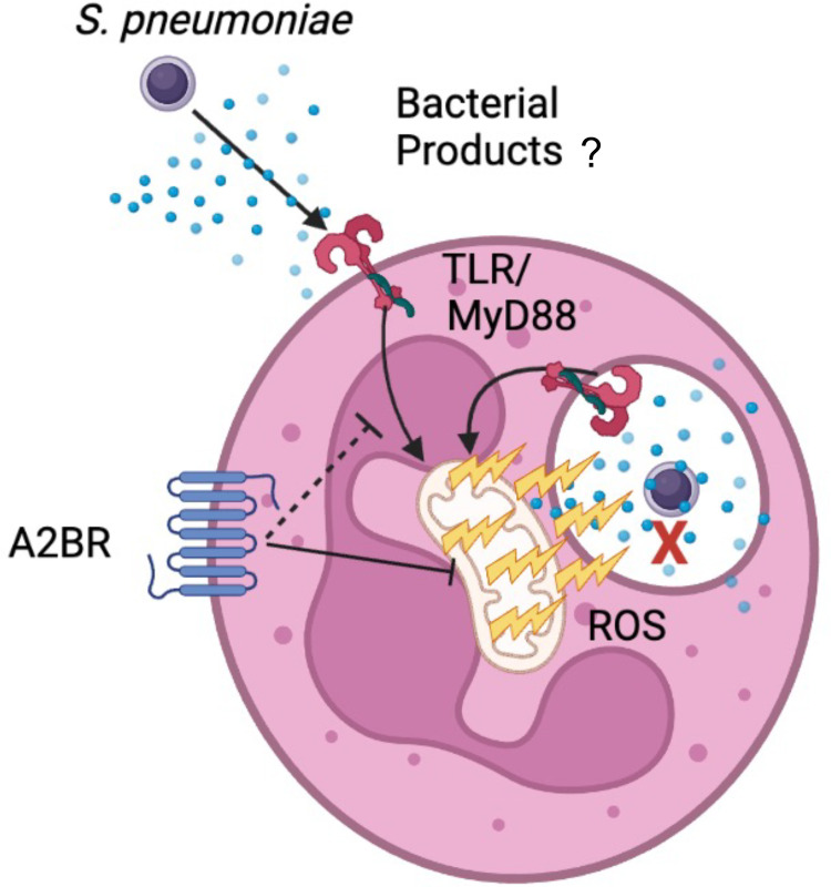 Fig 12