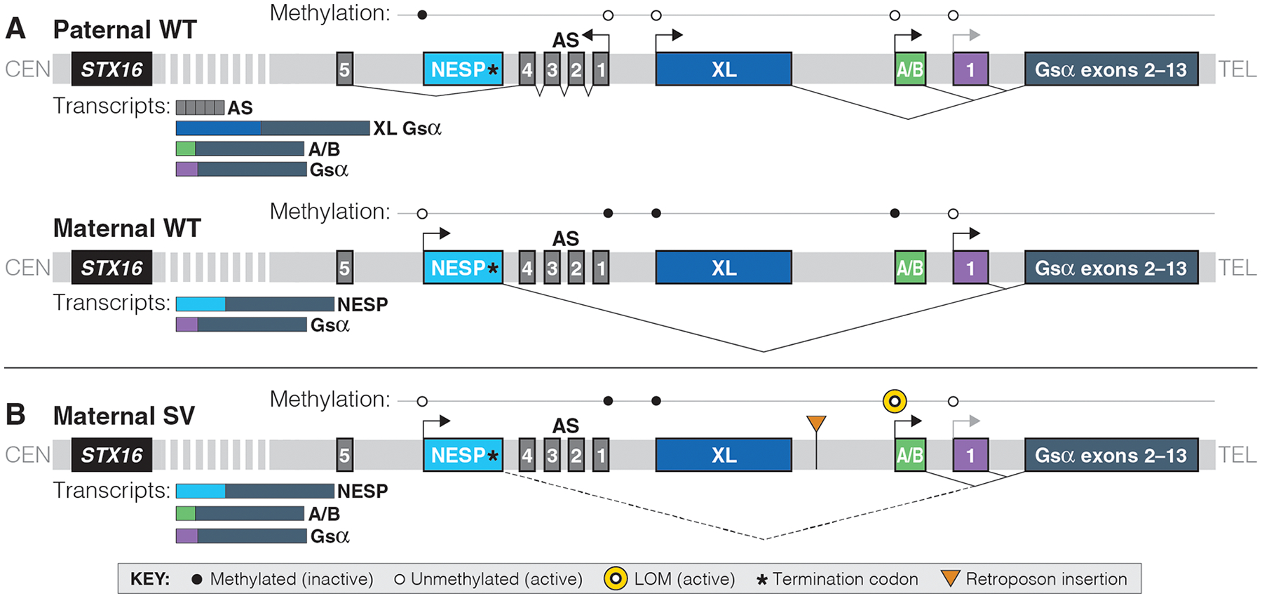 Figure 1: