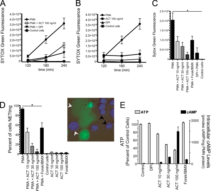 Cyclic Amp-mediated Suppression Of Neutrophil Extracellular Trap 