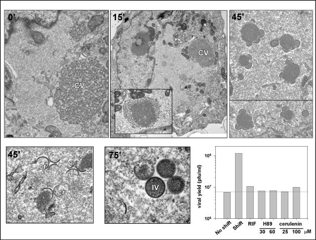 FIG. 10.