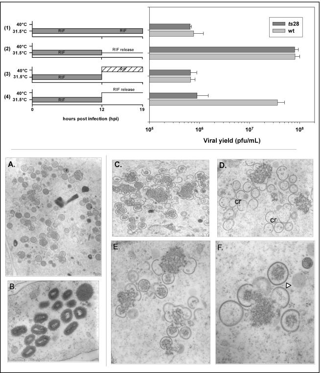 FIG. 7.