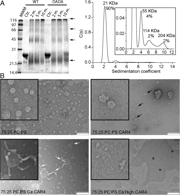 Fig. 6.