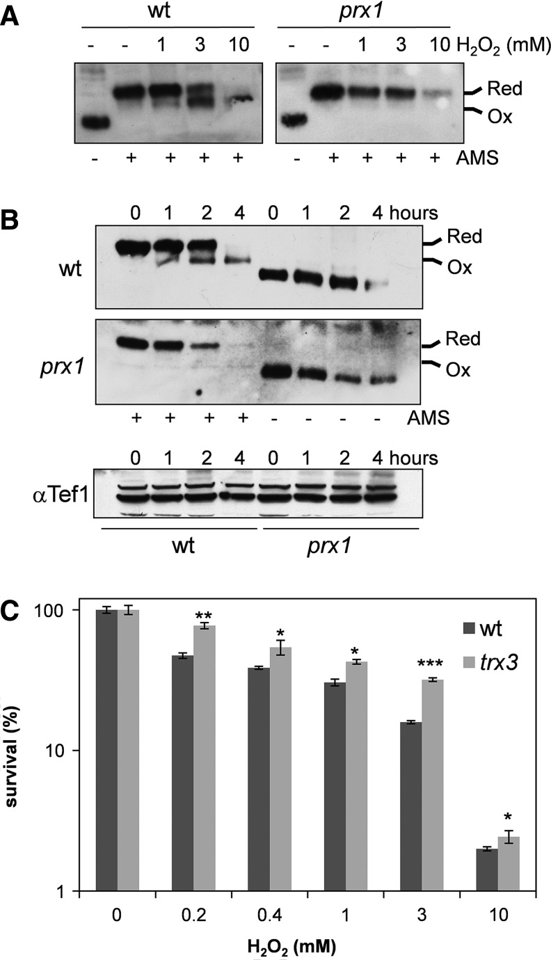 FIG. 6.