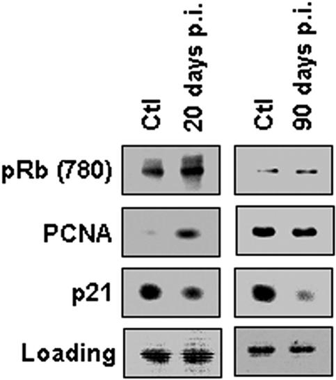 FIG. 5.