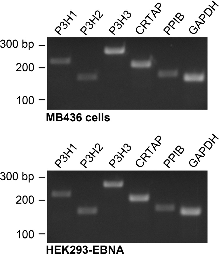 FIGURE 4.