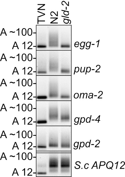 FIGURE 4.