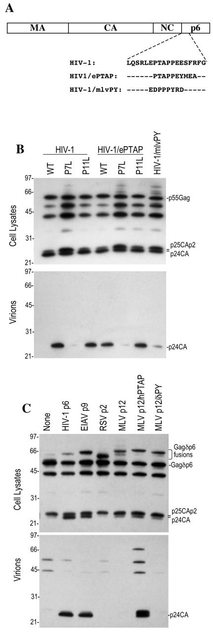 FIG.4.