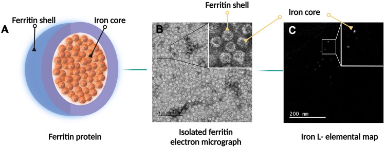 Fig. 1