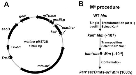 FIG. 1.