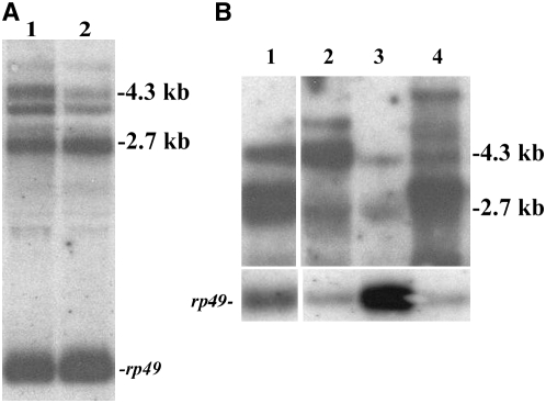 Figure 2.—