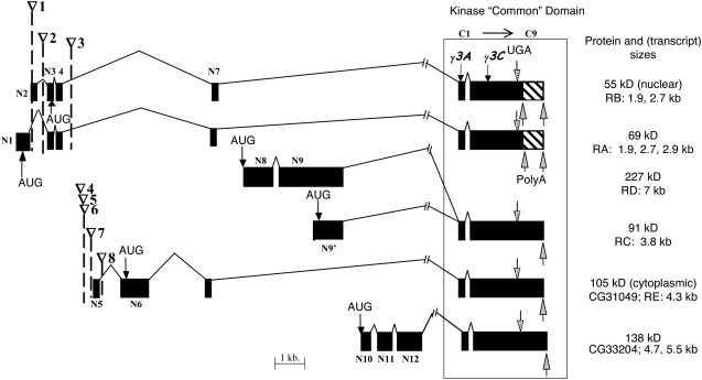 Figure 1.—