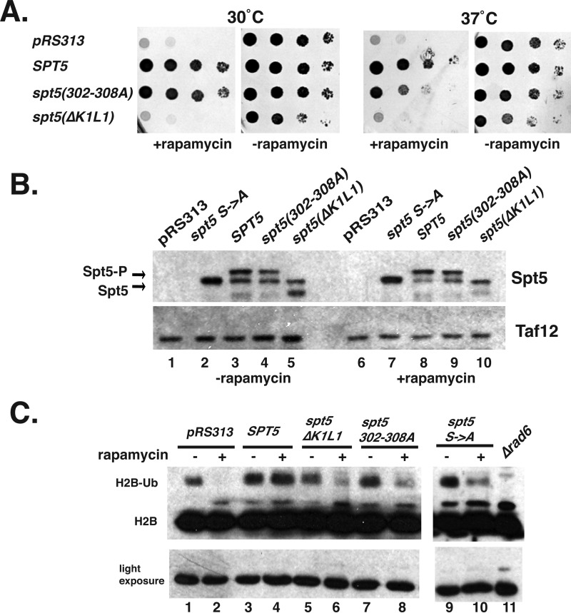 FIGURE 10.