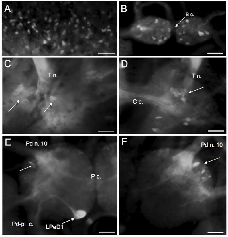 Figure 10