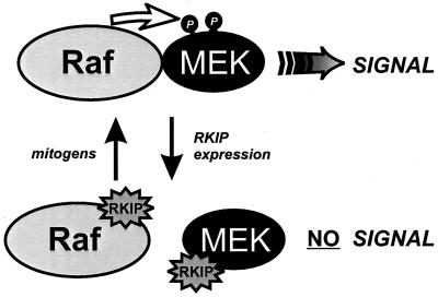 FIG. 7