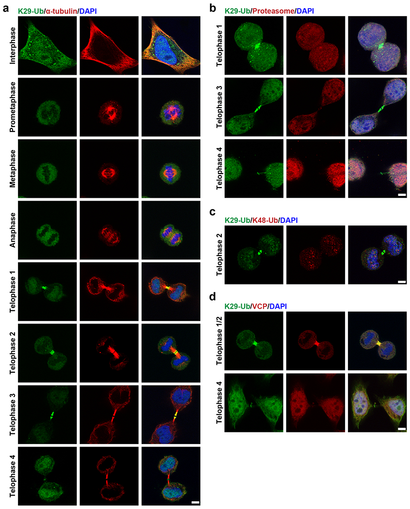 Fig. 6: