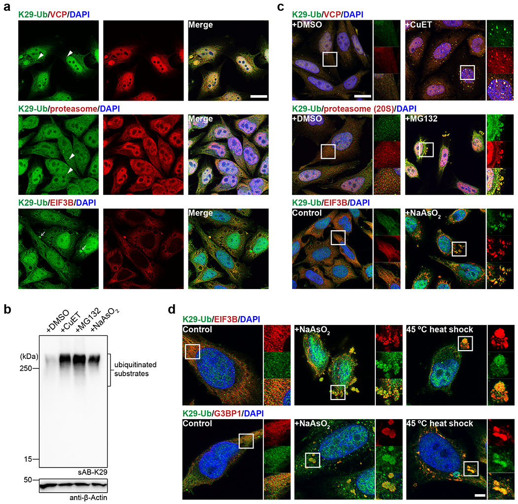 Fig. 4: