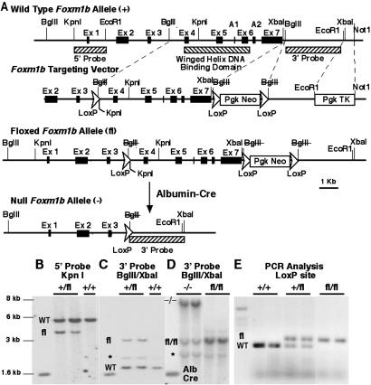 Fig 1.