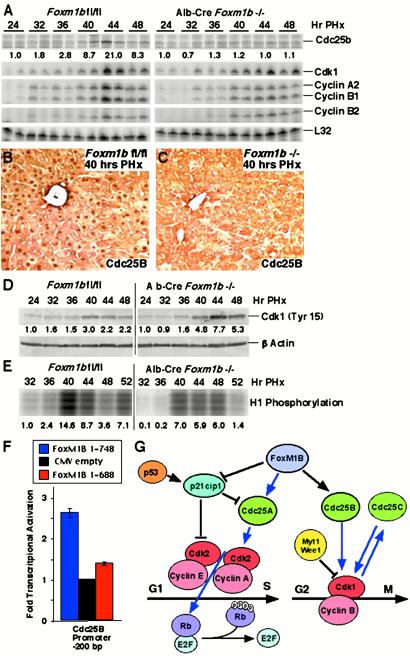 Fig 6.