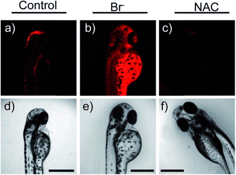 Fig. 10