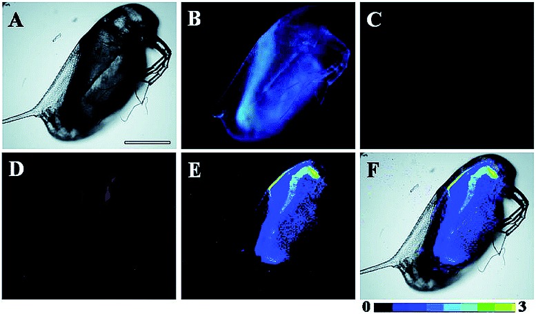 Fig. 24