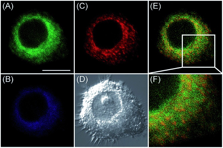 Fig. 36