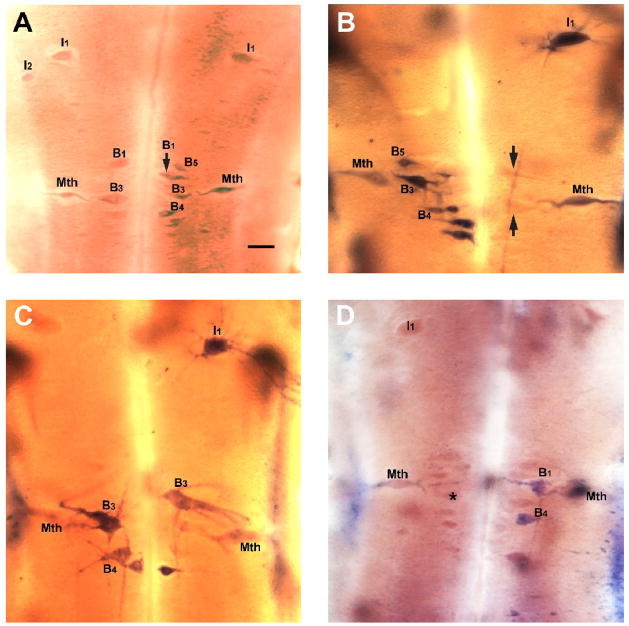 Figure 6