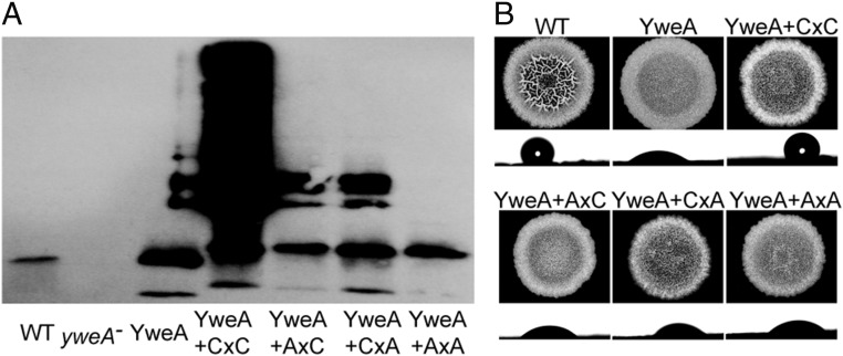 Fig. 4.