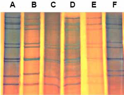 Fig. (1)